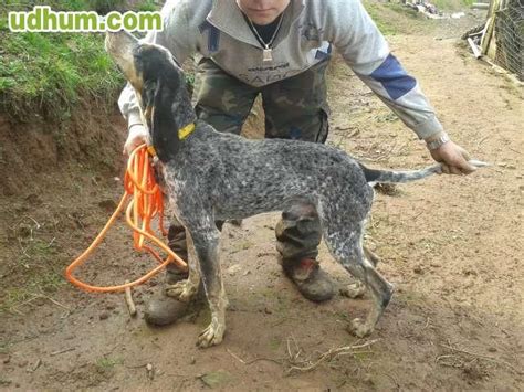 perros de jabali en venta|Venta de perros de rastro de jabali